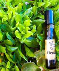 Aceite esencial sobre vegetación verde.