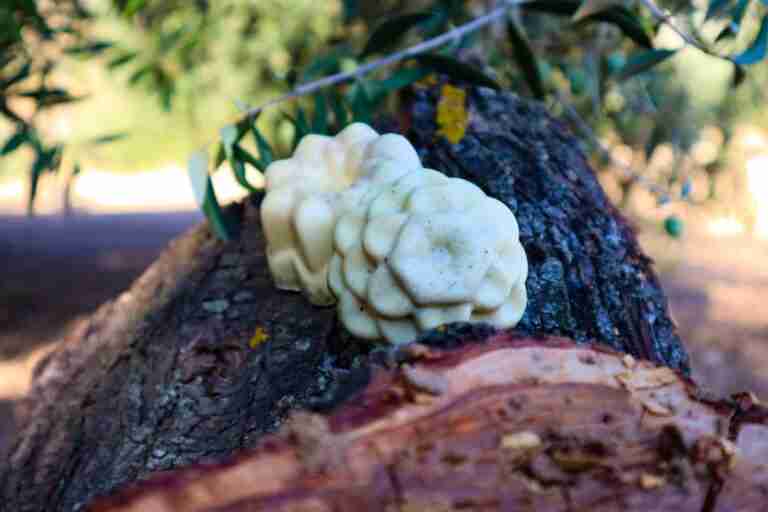 champu anticaida