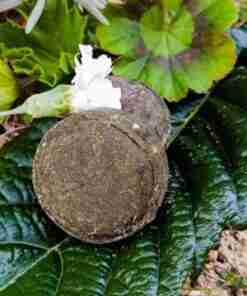 Tronco cortado sobre hojas verdes.