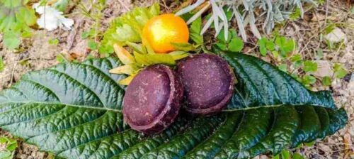 Mandarina y cacao sobre hojas verdes.