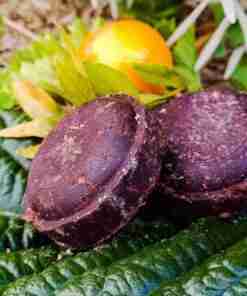 Cacao en vainas sobre hojas verdes.