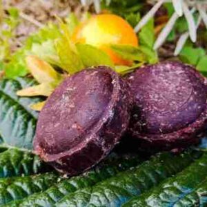 Cacao en vainas sobre hojas verdes.