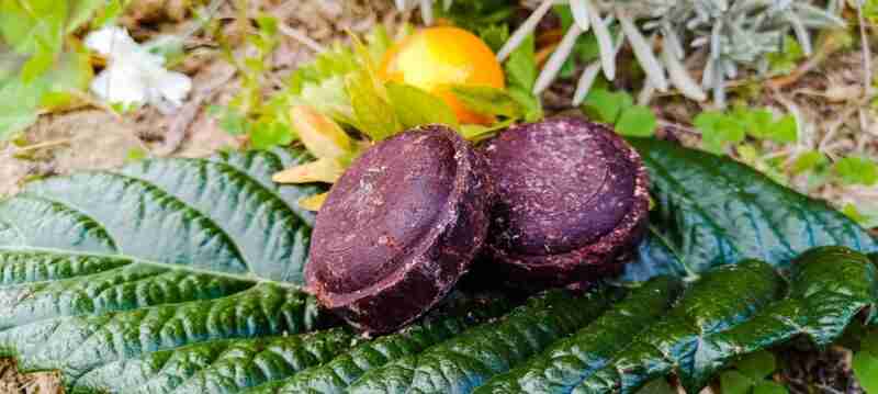 Cacao en vainas sobre hojas verdes.