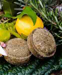 Frutas y hojas sobre suelo forestal.