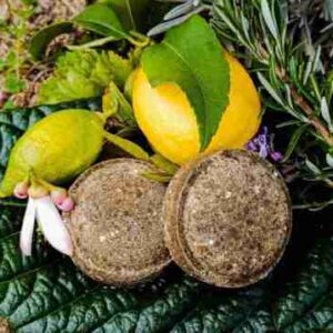 Cítricos y plantas aromáticas en tierra.