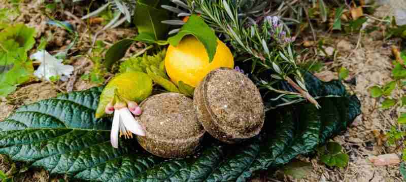 Cítricos y plantas aromáticas en tierra.