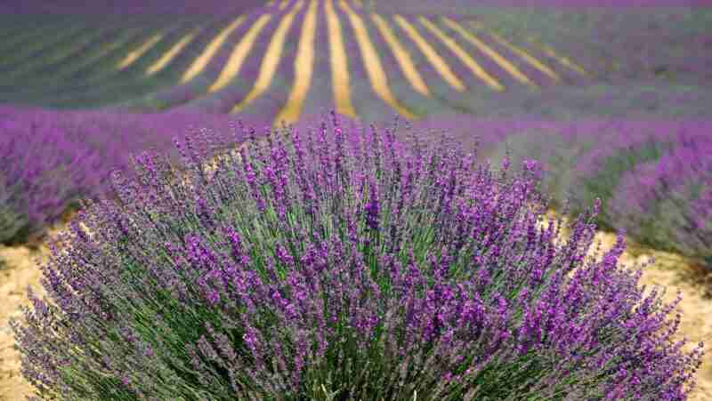 Campo de lavanda floreciendo en líneas.